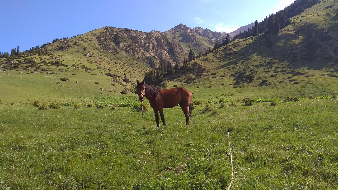 Ala-Kul Guesthouse In Altyn-Arashan Karakol Eksteriør bilde